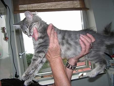 Norsk Skovkat Balou - Min bedstemors fingre smager bare såå godt... billede 7