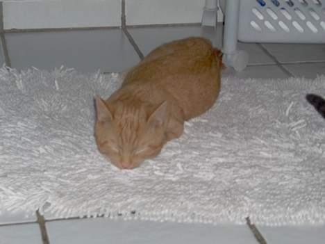 Huskat Buller - Det er dejligt varm<33 billede 1