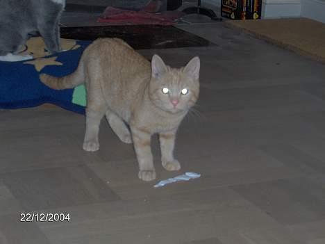 Huskat Buller - Jeg har fanget mit først bytte<33 billede 2