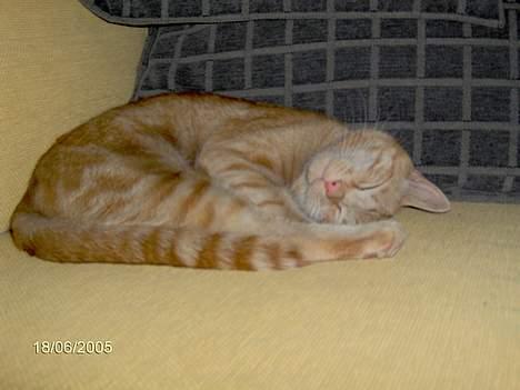 Huskat Buller - Hyggelig<33 billede 3