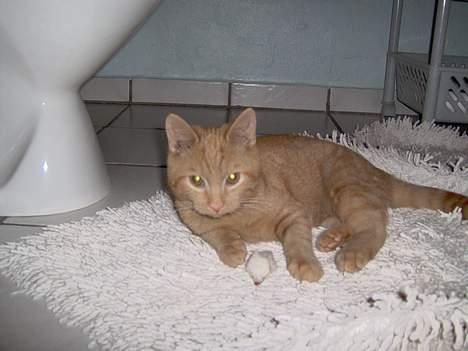 Huskat Buller - det er mit andet bytte<33 billede 4