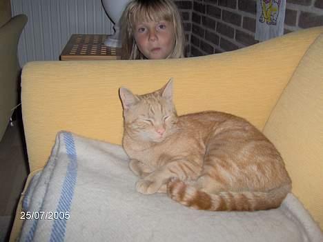 Huskat Buller - DEJLIGT<33 billede 5