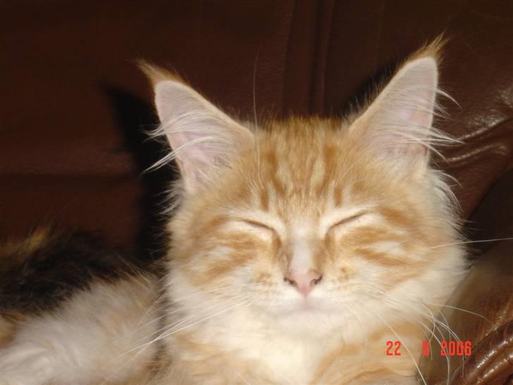 Maine Coon Tyson - Uha nyder livet (22-08-06) billede 10