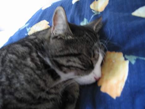 Huskat Nuller billede 8