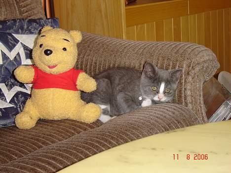 Blanding af racer Mulle - Fars plys bamse er altid god at sove med billede 14