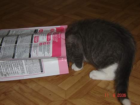 Blanding af racer Mulle - nååå men vis far ik gider gi mig noget tager jeg selv billede 15