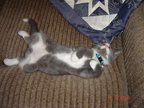 Blanding af racer Mulle - Er jeg ik sød når jeg sover billede 17