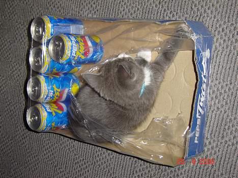 Blanding af racer Mulle - Mine colaer billede 18