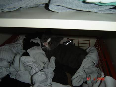 Blanding af racer Mulle - godt at ligge i fars strømper de er dejlig surre :-D billede 19