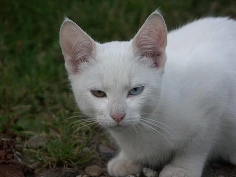 Huskat Snedronningen "Elmis" - Elmis, det er mig.  billede 1