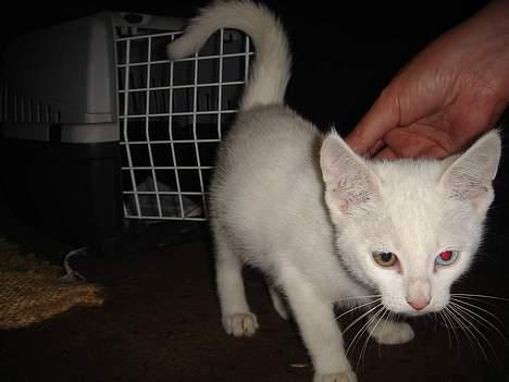 Huskat Snedronningen "Elmis" - Se mine smukke øjne. billede 4