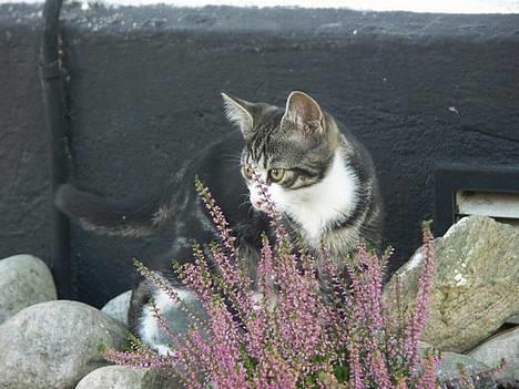 Huskat Frk. Smilla "Nuggi" - Nuggi, det er mig.  billede 1