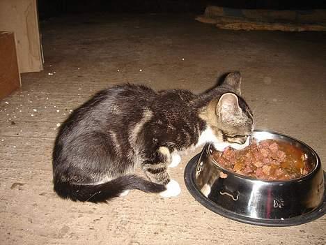 Huskat Frk. Smilla "Nuggi" - Guffe guf.... billede 2