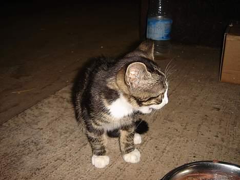 Huskat Frk. Smilla "Nuggi" - Hvad mon Elvis laver..... billede 3