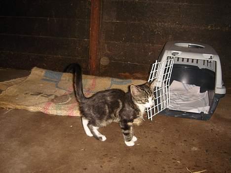 Huskat Frk. Smilla "Nuggi" billede 4