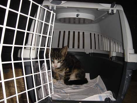 Huskat Frk. Smilla "Nuggi" - Vil altså godt nok helst ikke ud af min trygee kasse, gå du bare igen..... billede 5