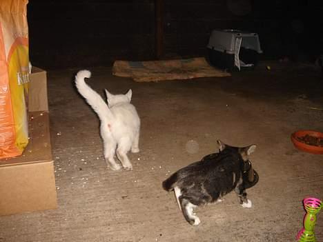 Huskat Frk. Smilla "Nuggi" billede 7