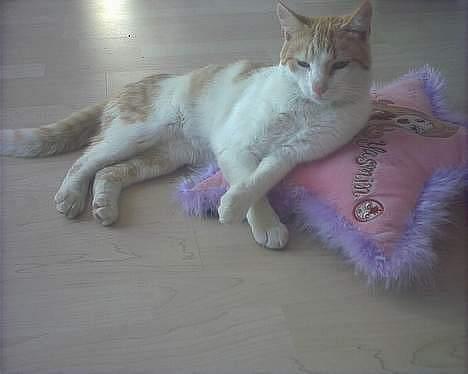 Blanding af racer Bølle - hej       billede 8