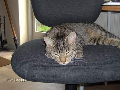 Huskat Missy (Død) - Jeg sover.<33 billede 1