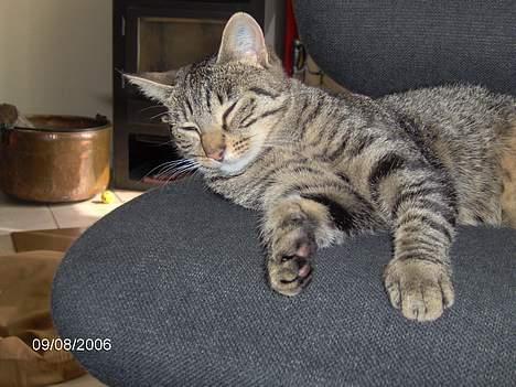 Huskat Missy (Død) - Hvorfor skal du lige tag billeder af mig.<33 billede 2