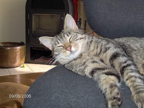 Huskat Missy (Død) - Lad mig være.<33 billede 5