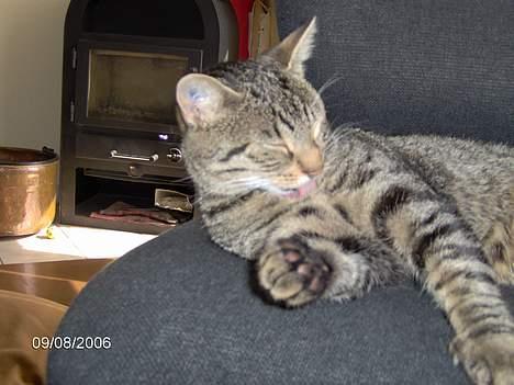 Huskat Missy (Død) - Jeg er besidt.<33 billede 6