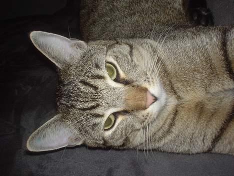 Huskat Micro billede 16