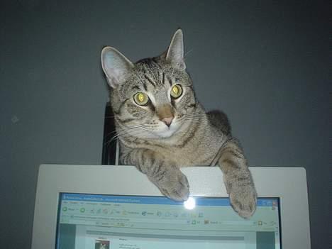 Huskat Micro billede 17