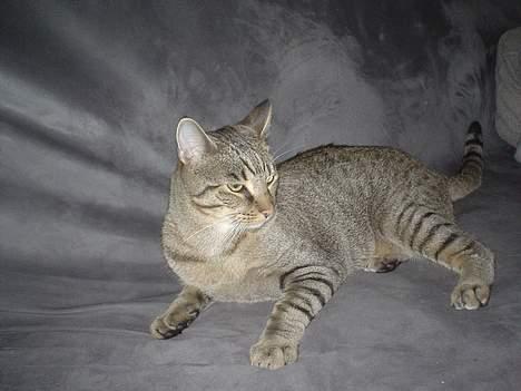 Huskat Micro billede 18