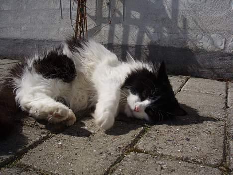 Huskat smukkepiv billede 17