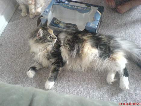 Maine Coon Fister er flyttet billede 1