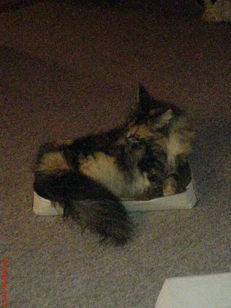 Maine Coon Fister er flyttet billede 2