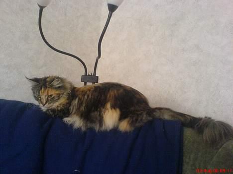 Maine Coon Fister er flyttet billede 3