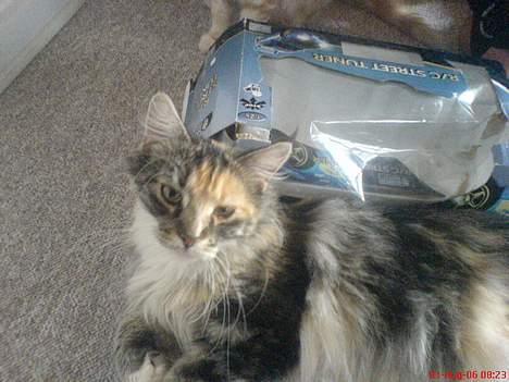 Maine Coon Fister er flyttet billede 4