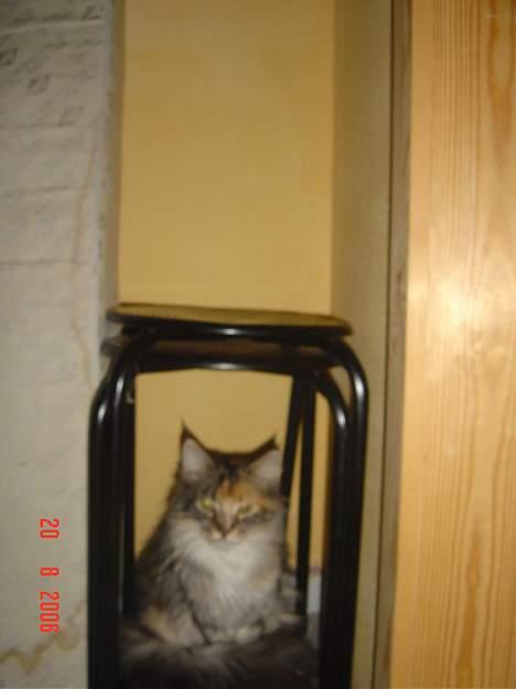 Maine Coon Fister er flyttet billede 6