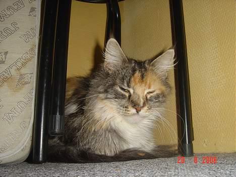 Maine Coon Fister er flyttet billede 7