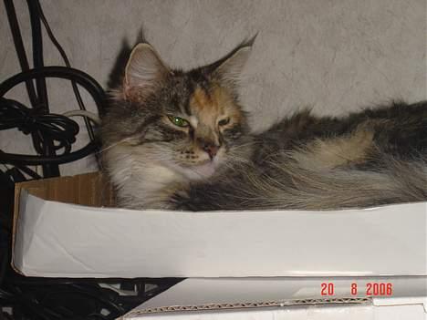 Maine Coon Fister er flyttet billede 8