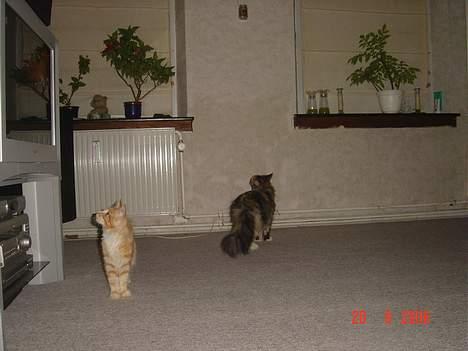 Maine Coon Fister er flyttet billede 9