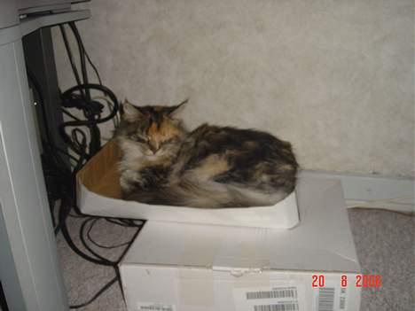 Maine Coon Fister er flyttet billede 10