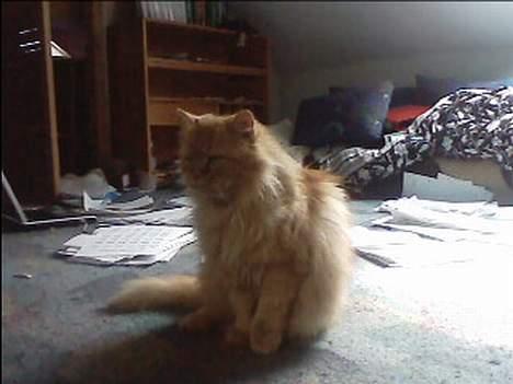 Blanding af racer Garfield billede 1