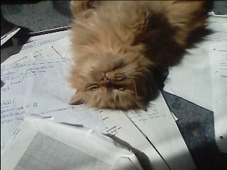 Blanding af racer Garfield billede 2