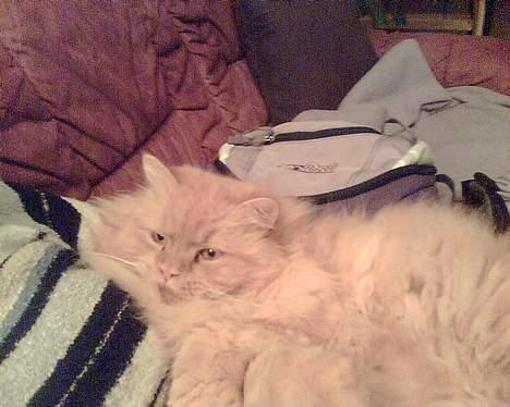 Blanding af racer Garfield billede 3