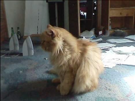 Blanding af racer Garfield billede 4