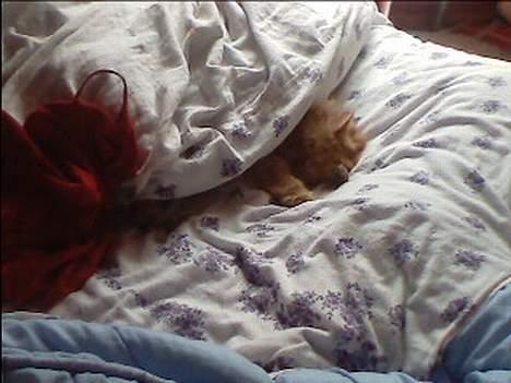 Blanding af racer Garfield billede 5