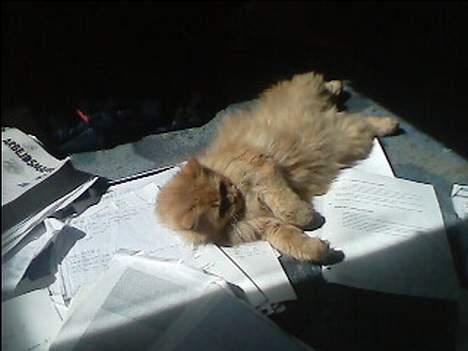 Blanding af racer Garfield billede 6