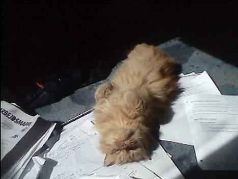 Blanding af racer Garfield billede 7