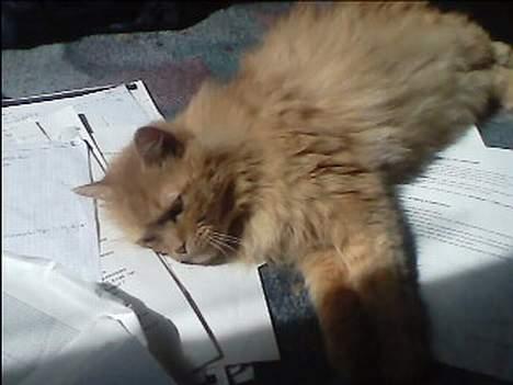 Blanding af racer Garfield billede 8