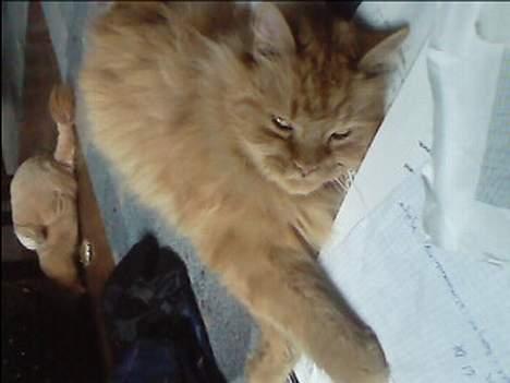 Blanding af racer Garfield billede 9