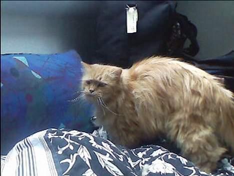 Blanding af racer Garfield billede 10