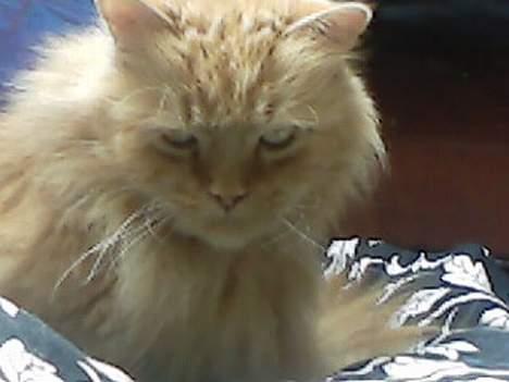 Blanding af racer Garfield billede 11